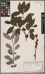 Foto von Salix cinerea L.